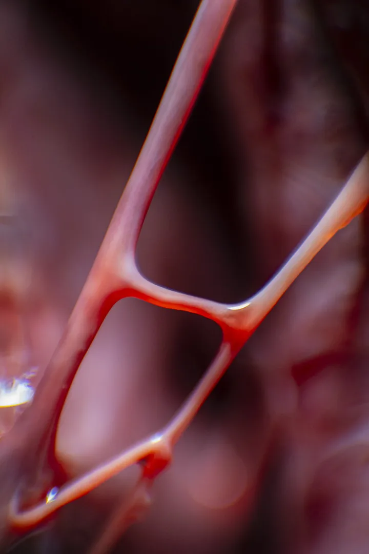 aus der Serie: frozen blood, 2026
