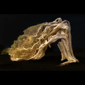 A juniper tree bent by the wind on El Hierro, the little Canary Island. Jürgen Tenckhoff